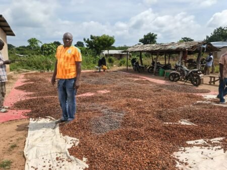 Cacao : Quel impact du kilo à 2 800 FCFA sur la vie des planteurs ?