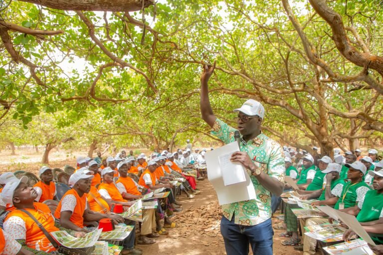 Campagne anacarde 2026‑2027:28 délégations mobilisées pour améliorer la qualité de la noix brute